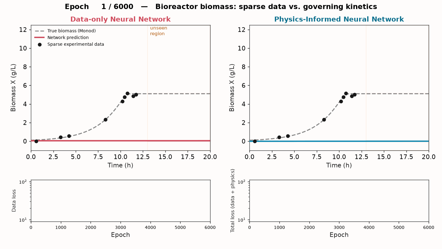 Animated comparison over 6,000 training epochs: on the left a data-only neural network fits the sparse biomass measurements but extrapolates far above the true Monod curve in the unseen region after 13 hours; on the right a physics-informed neural network follows the true curve into the unseen region and its total loss settles.